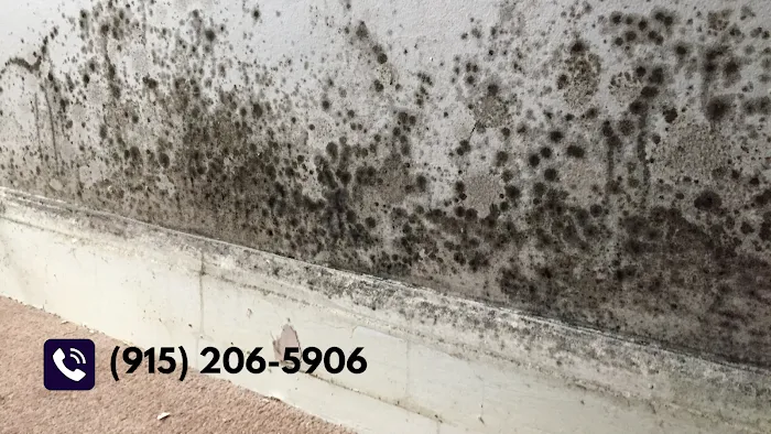 El Paso Mold Specialists Picture 2