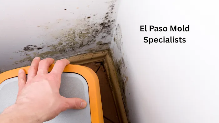 El Paso Mold Specialists Picture 1