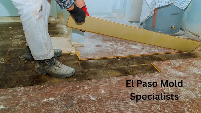 El Paso Mold Specialists Picture 3