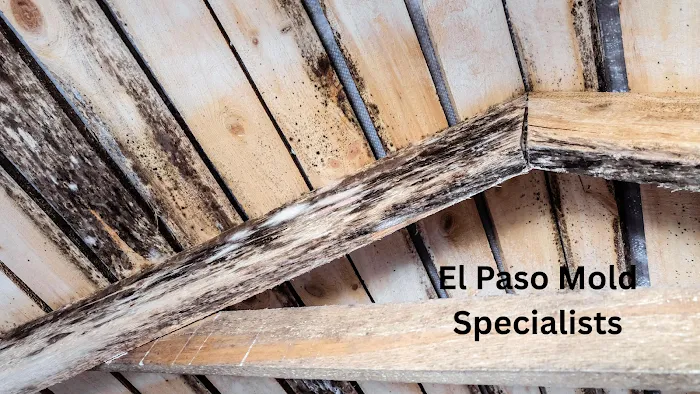 El Paso Mold Specialists Picture 8