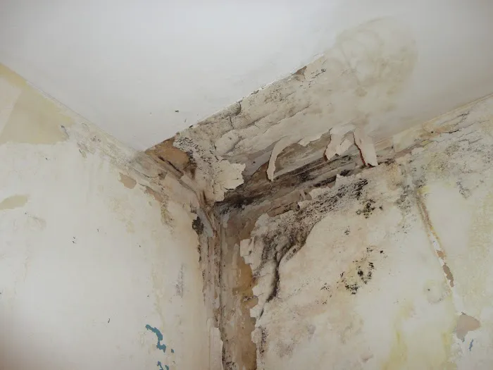 Mold & Water Specialists NJ Picture 10
