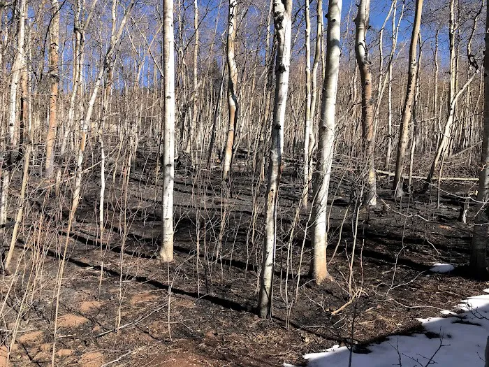 American Restoration Inc Picture 8