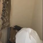 Urgent Mold Removal Denver