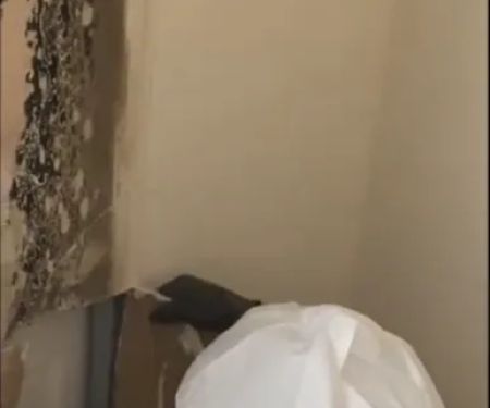 Urgent Mold Removal Denver