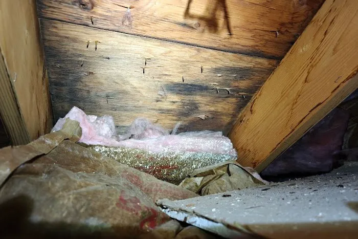 Mold Removal Express Fort Collins Picture 6