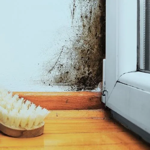 Stackerz Mold Remediation Picture 1