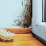 Stackerz Mold Remediation