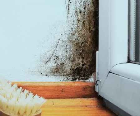 Stackerz Mold Remediation