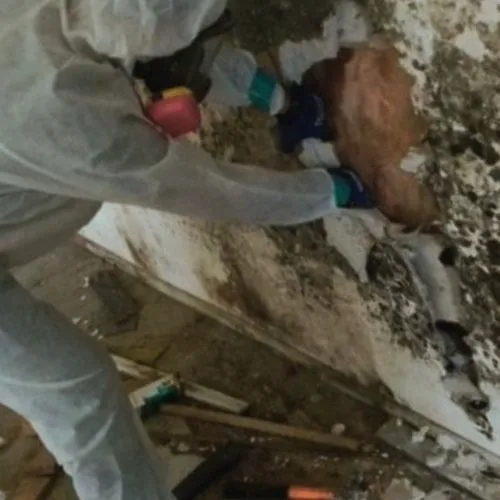 Stackerz Mold Remediation Picture 2