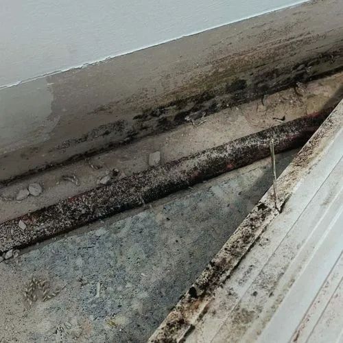 Stackerz Mold Remediation Picture 5