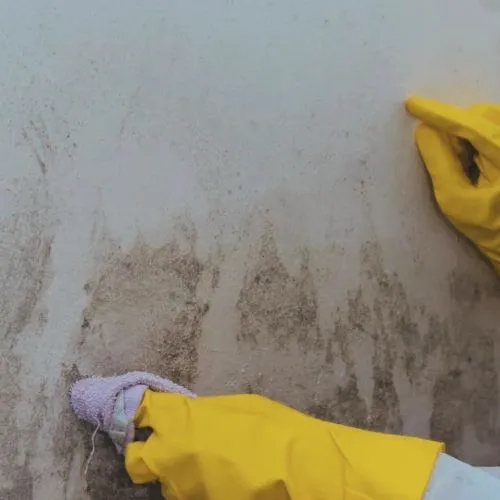 Stackerz Mold Remediation Picture 4