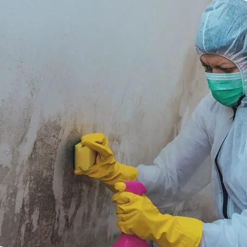 Stackerz Mold Remediation Picture 6