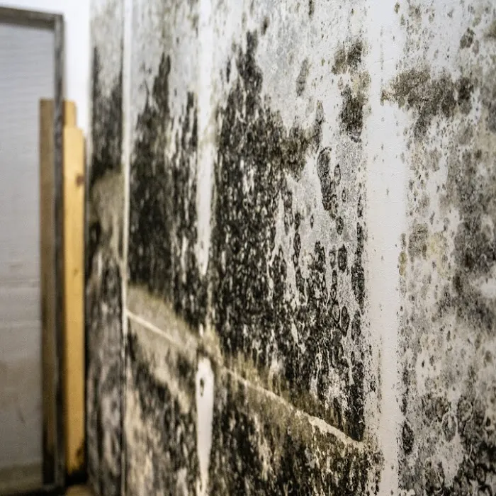 Ross Mold Remediation Picture 5