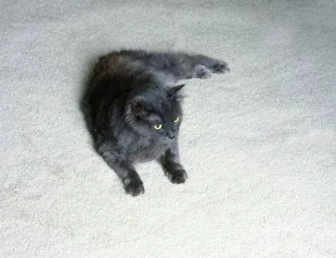 Chem-Dry Cleaning of Warren County Picture 4