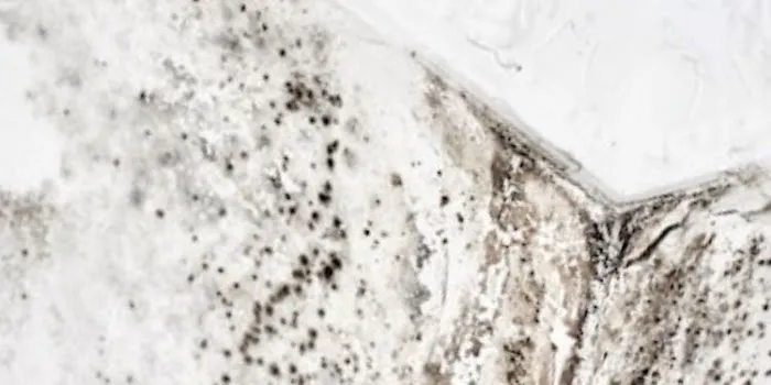 Maillarde Water Damage Picture 5