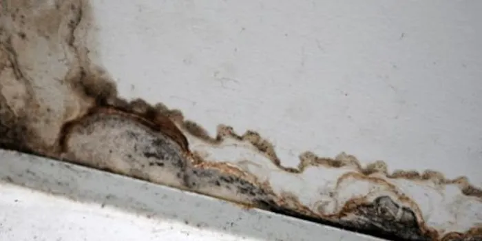 Maillarde Water Damage Picture 6