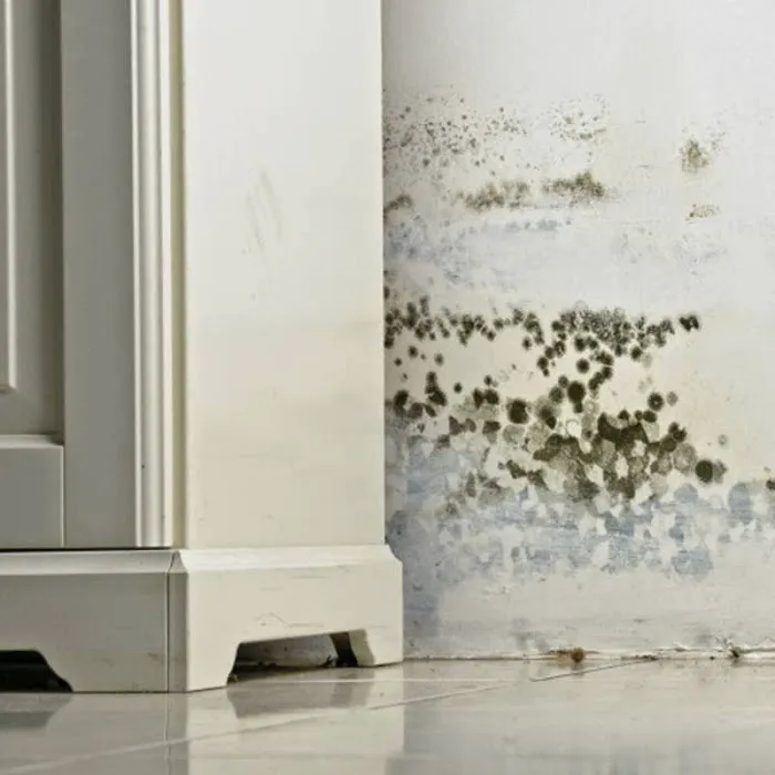 Rainbow International of Ken-Tenn Picture 7