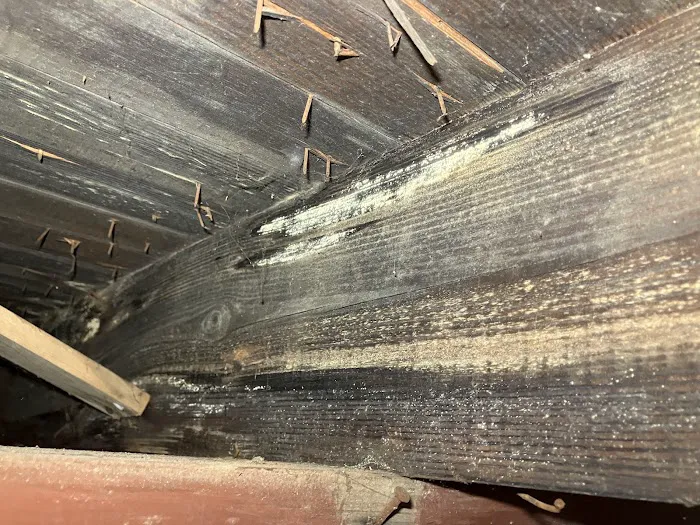 Black Mold Removal Professionals of Springfield, IL Picture 8