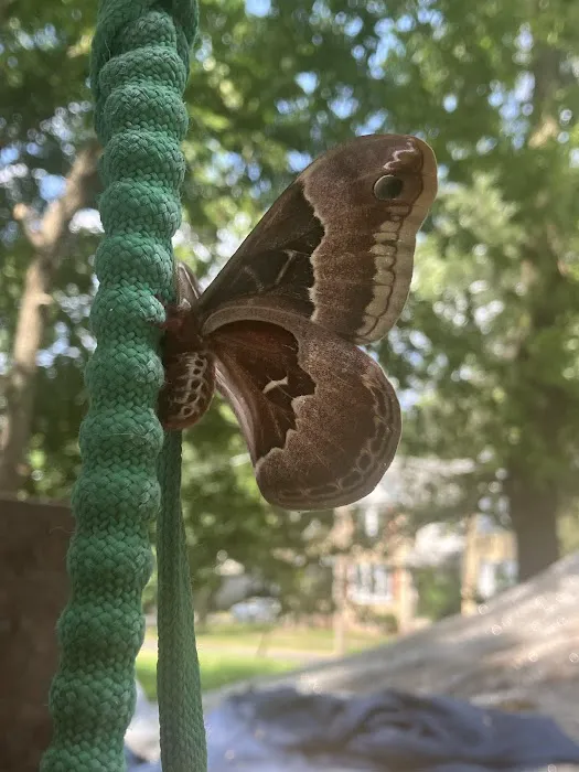 Black Mold Removal Professionals of Springfield, IL Picture 4