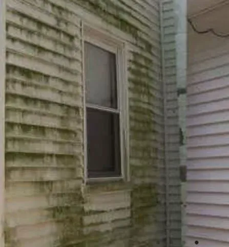 Black Mold Removal Professionals of Springfield, IL Picture 1