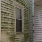 Black Mold Removal Professionals of Springfield, IL