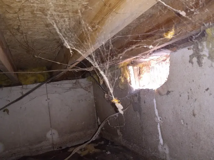 Black Mold Removal Professionals of Springfield, IL Picture 7