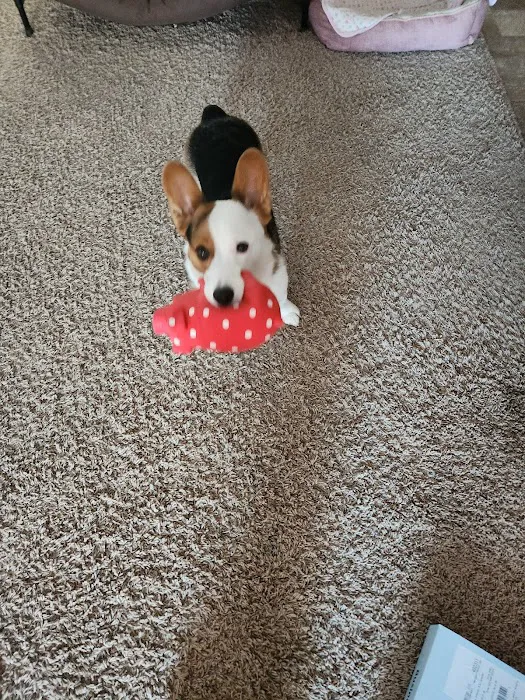 Stanley Steemer Picture 10