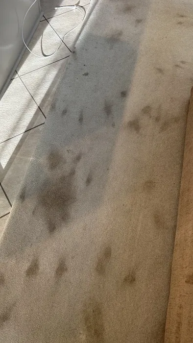 Stanley Steemer Picture 5