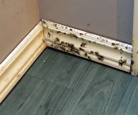 Indoor Air Quality Services