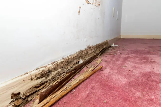 Discount Mold Removal Inspection and Testing Picture 2