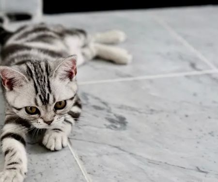 Refresh Steam Cleaning & Restoration