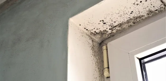 Environmental Mold Solutions LLC Picture 2