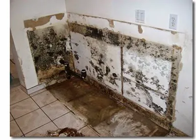 Restoration Solutions Picture 2