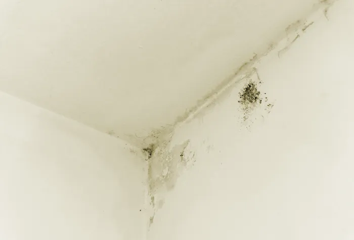 EcoDry Water Damage Restoration Houston Picture 1