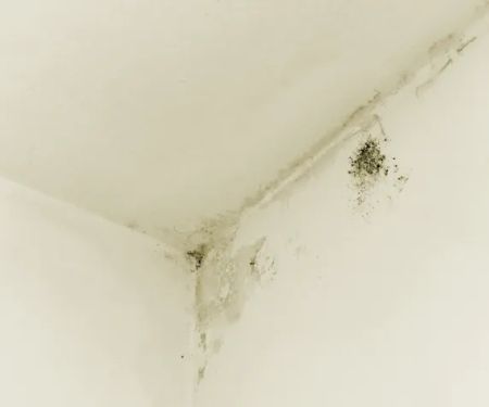 EcoDry Water Damage Restoration Houston