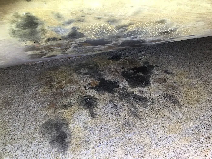 Reliant Mold Testing Picture 10