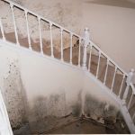 Reliant Mold Testing