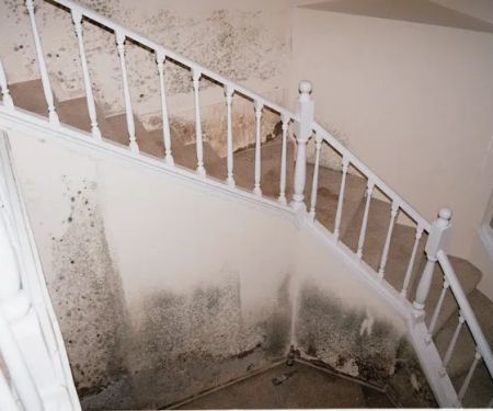 Reliant Mold Testing