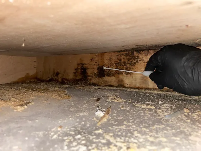 Mold Testing Houston- The Woodlands Picture 4