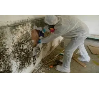 Eco Restoration & Cleaning Services Picture 5