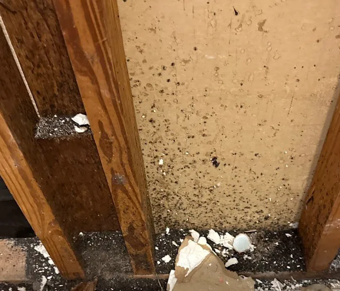 Lightspeed Restoration of Richmond Picture 9