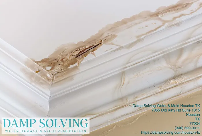 Damp Solving Water & Mold Picture 4