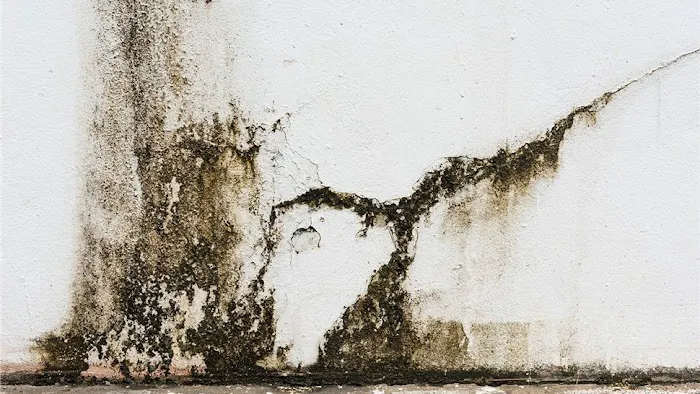 Flood Pros USA Picture 8