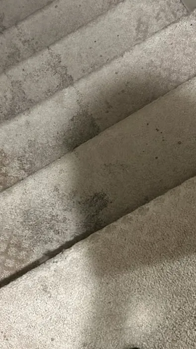 SuperDry Flood Cleanup Picture 1