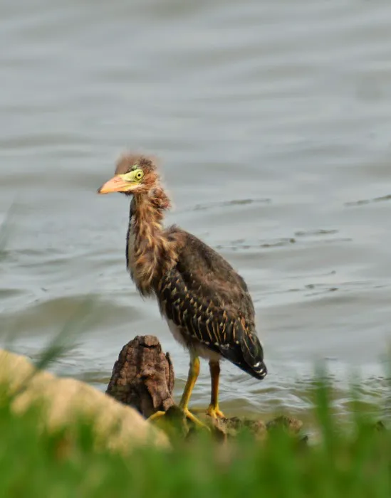 Total Restoration Clear Lake Picture 1