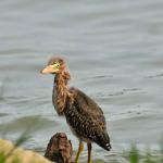 Total Restoration Clear Lake