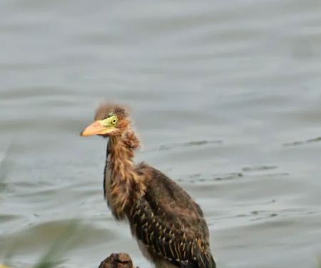 Total Restoration Clear Lake