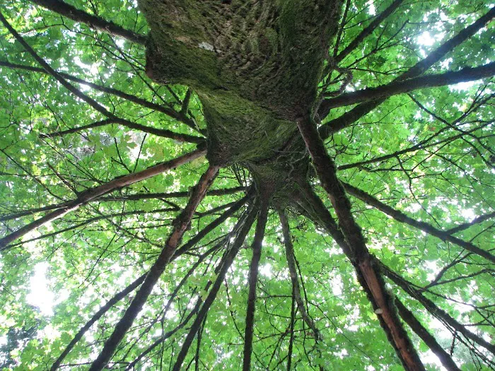 South Sound Restoration, LLC Picture 3