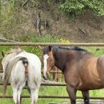 Advanced Waterproofing LLC