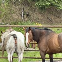 Advanced Waterproofing LLC ico